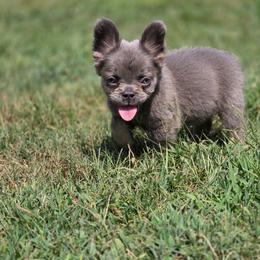 BELLA ready now - Blue fawn female French Bulldog puppy in Miami, Oklahoma from Destiny Jones