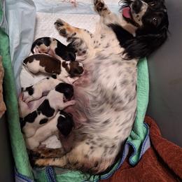 Hershey - Piebald male Dachshund puppy in Gordon, Georgia from Long Dogs Yellow Farm