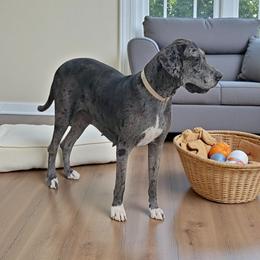Vixen - Merle female Great Dane puppy in Walker, Louisiana from La Rebel Danes