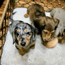 Dachshund Puppies from SchmooterBabies