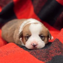 Coco - Red female Pembroke Welsh Corgi puppy in Beggs, Oklahoma from Blue Diamond Corgi’s