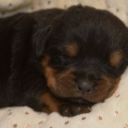Rottweiler Puppies from Sharp Ridge Rottweilers