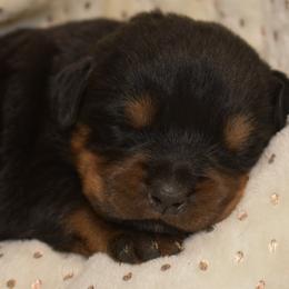 Rottweiler Puppies from Sharp Ridge Rottweilers
