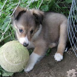 Shetland Sheepdog Puppies from Fancypants Shetland Sheepdogs