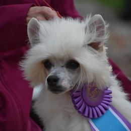 Cupid - Chinese Crested