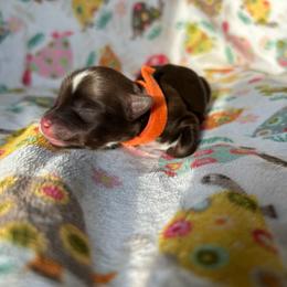Orange - Chocolate, tan and white female Yorkshire Terrier puppy in Parkersburg, West Virginia from Chocolate Diamonds in the RUFF