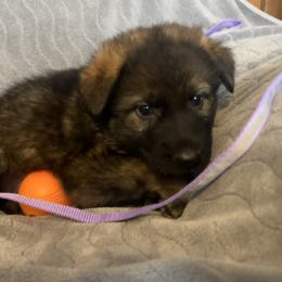 Raine - Sable female German Shepherd puppy in Winterport, Maine from Vom Stevens Old Fashioned German Shepherds
