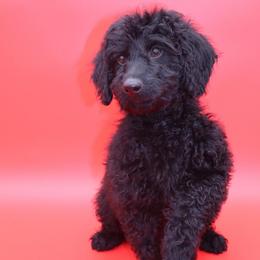 Hugh Jackman - Black and white male Aussiedoodle puppy in Payson, Utah from Country Sky Doodles