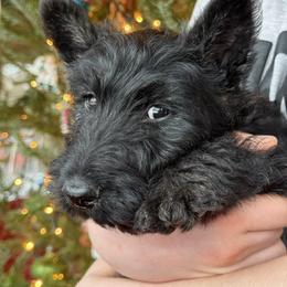 Grey - Brindle male Scottish Terrier puppy in Moyie Springs, Idaho from Avonlea Terriers