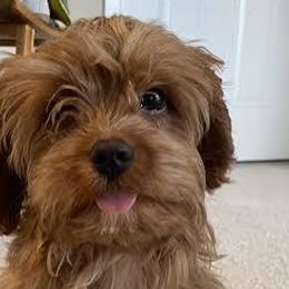 Cavapoos, Cockapoos, and Goldendoodles from Forest Creek Kennel