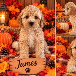 James - Red and white male Cockapoo puppy in Holton, Indiana from MoonShine Babies / OZ