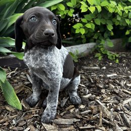 Lila - Liver roan female German Shorthaired Pointer puppy in Ephraim, Utah from Justin's German Shorthaired Pointers