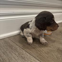 Steve - Chocolate and cream male Dachshund puppy in Altus, Oklahoma from Johnson Prairie Pups