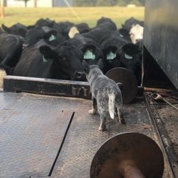 Australian Cattle Dog Puppies from S&B Cattle Co.