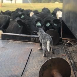 Australian Cattle Dog Puppies from S&B Cattle Co.