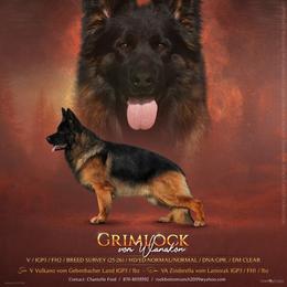 Grimm - German Shepherd
