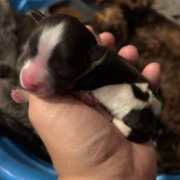 Male 1 - Parti male Miniature Schnauzer puppy in Plaucheville, Louisiana from Honey Doux Southern Paws