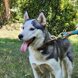 Mouse - Siberian Husky