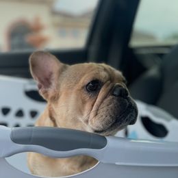 Glo - French Bulldog