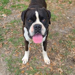 Diego - Boxer
