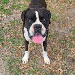 Diego - Boxer