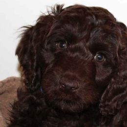 Australian Labradoodle Puppies from Desert Waves Labradoodles