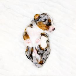Honor - Blue merle male Bernedoodle puppy in Mahomet, Illinois from Jordan Family Doodles