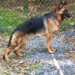 Vivi - German Shepherd