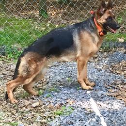 Vivi - German Shepherd