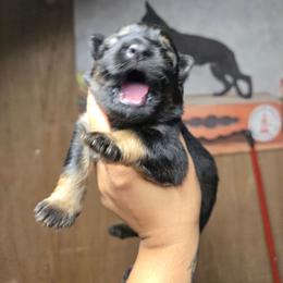 Vesper - Purple Collar Female - Sable female German Shepherd puppy in Hawthorne, Florida from Lace's High Flying German Shepherds And Golden Retrievers