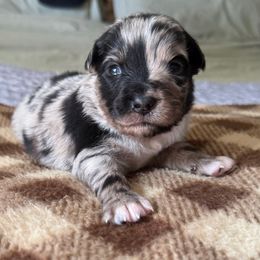 Cookie - Blue merle male Miniature Australian Shepherd puppy in Bartow, Florida from Peace Creek Aussies