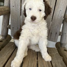 Girl 1 - Aussiedoodle puppy in Tolar, Texas from Massey Ranch