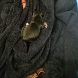 Boy 1 - Black and tan male Dachshund puppy in Warrenville, South Carolina from Sherman's Dachshunds