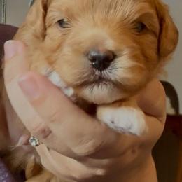 Oscar - Red male Cavapoo puppy in Liberty Hill, Texas from Cuddlebug Cavapoos of Austin