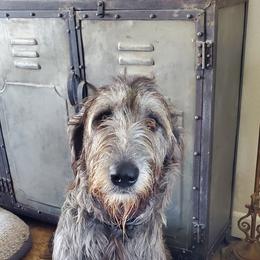 Baobhan - Irish Wolfhound