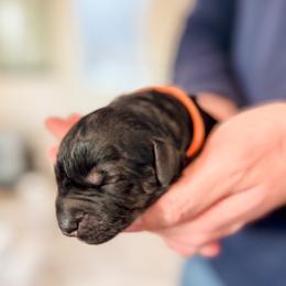 Bobby (Orange) - Pepper and salt male Giant Schnauzer puppy in Harrisville, Utah from Diamond in the Ruff