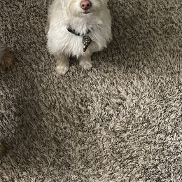 King - Yorkshire Terrier