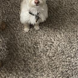 King - Yorkshire Terrier