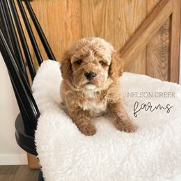 Baelfire - Apricot male Maltipoo puppy in Huntsville, Texas from Nelson Creek Farms