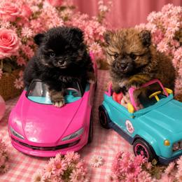 Pomeranian Puppies from Foxx Dior Poms