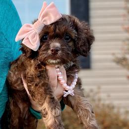 Grace Hope - Sable female Cockapoo puppy in Mocksville, North Carolina from Little Bear Doodles