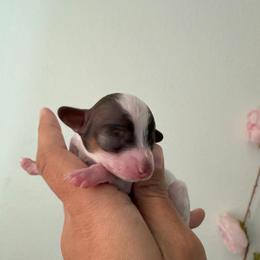 Valentina - Brown female Poodle puppy in Lathrop, California from Stellar Poodles