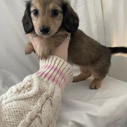 Dachshund Puppies from Logan’s Dashing Dachshunds