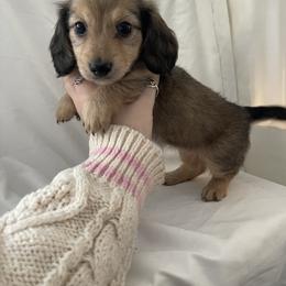 Dachshund Puppies from Logan’s Dashing Dachshunds