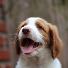 Swiss Roll - White and orange male Brittany puppy in Downers Grove, Illinois from Attitude Brittanys
