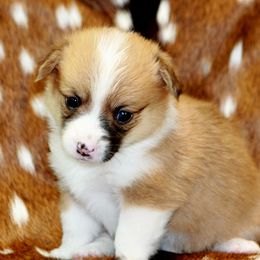 CKC Sable Female - Sable and white female American Corgi puppy in Clovis, New Mexico from Sweet & Salty Cowdogs