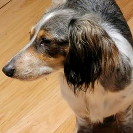 Moxie - Dachshund