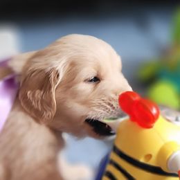 Warren Sedoru - Light golden Golden Retriever puppy in Ocean City, Washington from Mary Market's Sundancin' Goldens