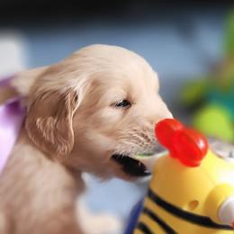 Warren Sedoru - Light golden Golden Retriever puppy in Ocean City, Washington from Mary Market's Sundancin' Goldens