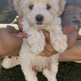 Cash - Parti male Maltipoo puppy in New Port Richey, Florida from Toy Poodles And Maltese Of Florida